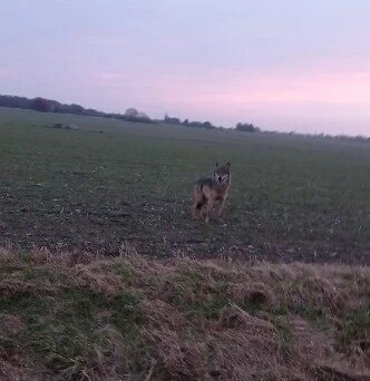 Pour la première fois, un loup a été pris en photo hier en Indre-et-Loire ! 📸
➡️ l.francebleu.fr/9Zm