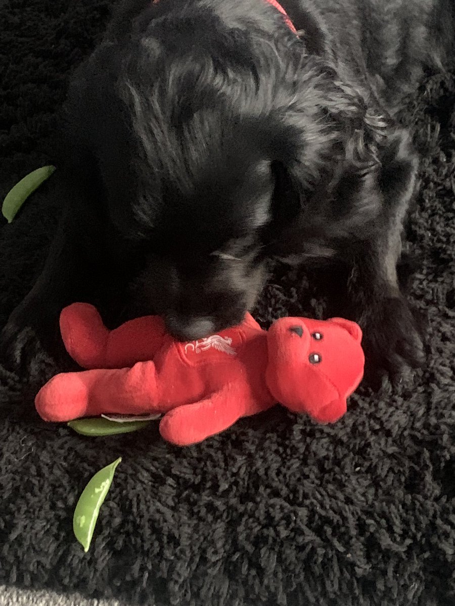 HerriesGm's tweet photo. Murphy playing with his Mate 🔴🔴🔴🔴❤️❤️❤️ #RedTed https://t.co/U1MplRJNnD