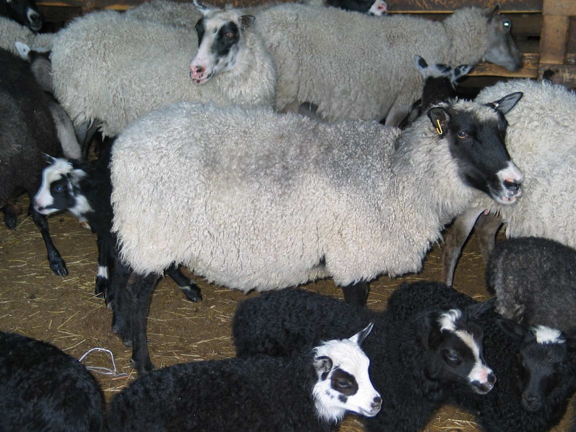 SheepGoatBook's tweet photo. Thanks to Ken Pettey &amp; Pertti Hankonen for this contribution to the book! The Grey Finnish Landrace sheep seemed extinct until some were found in Kainuu  in mid 1980s. A breeding programme began and there are now more than 1000 Kainuunharmas sheep. @Sheepvetsoc @Moreduncomms https://t.co/LQ37m0l0gR