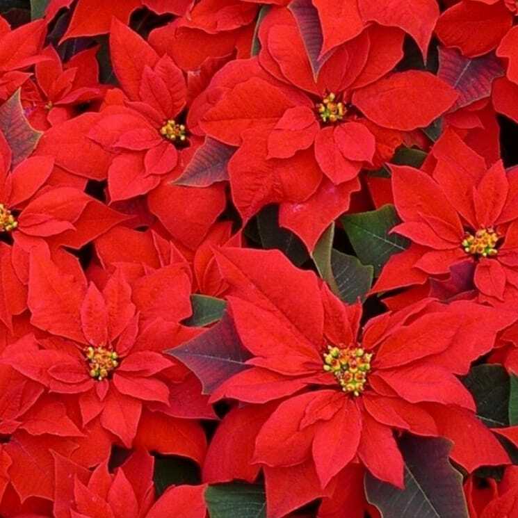 bcagathos's tweet photo. Help jij ook dit jaar weer mee met onze
Kerststerrenactie?

Ieder jaar organiseert Agathos een kerststerrenactie in het eerste weekend na Sinterklaas.
Ook dit jaar zetten we deze traditie voort! Wij hebben jullie hulp hierbij heel hard nodig om er een su… https://t.co/KeM7b34oNH https://t.co/qgDCDcX2UT