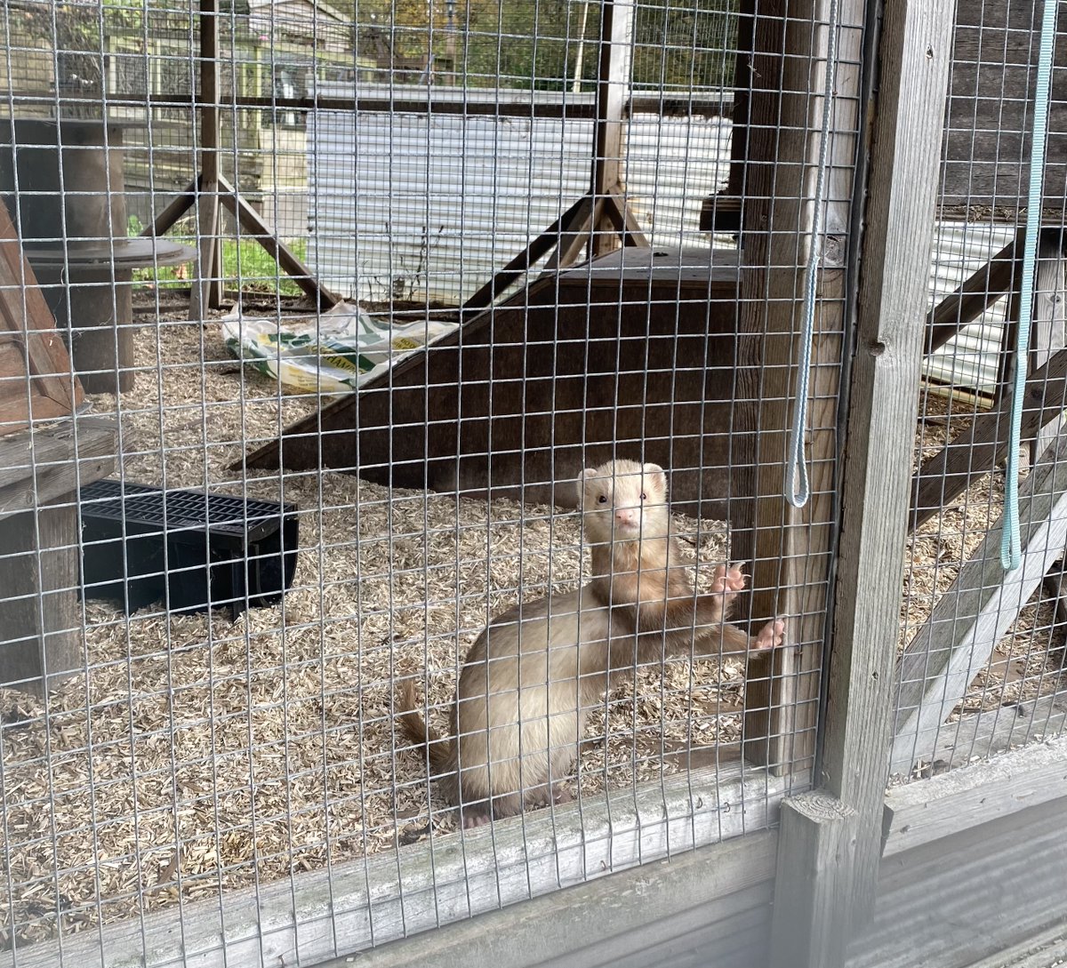 marcthevet's tweet photo. LAST PUSH FOLKS! Less than 24 hours for @charitybirdaid to secure their future. An amazing charity that rescues seagulls, other wildlife, plus creates vital work experience opportunities for learning disabled adults. Please RT &amp; donate thanks: https://t.co/e2Itt4W8IY #SaveBirdAid https://t.co/9MR3cDZJCB
