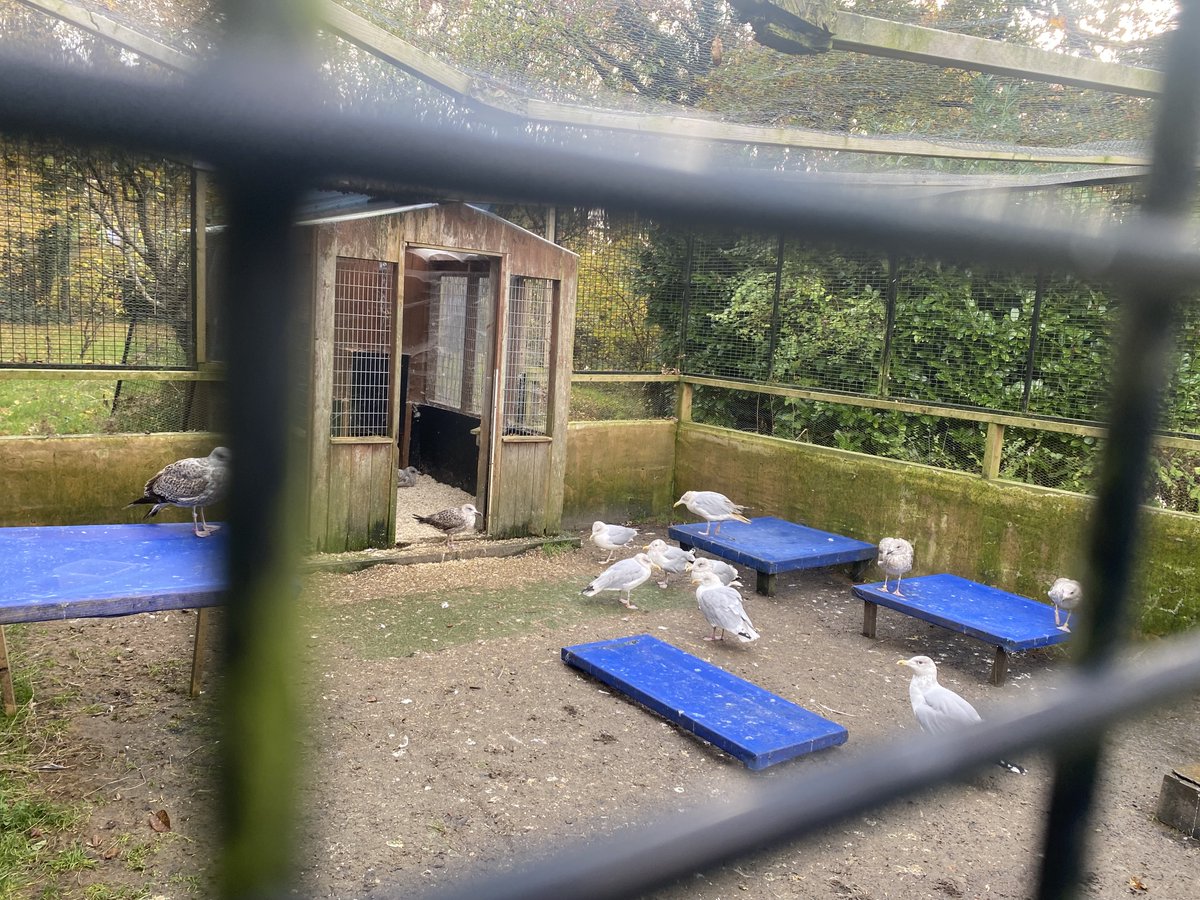 marcthevet's tweet photo. LAST PUSH FOLKS! Less than 24 hours for @charitybirdaid to secure their future. An amazing charity that rescues seagulls, other wildlife, plus creates vital work experience opportunities for learning disabled adults. Please RT &amp; donate thanks: https://t.co/e2Itt4W8IY #SaveBirdAid https://t.co/9MR3cDZJCB