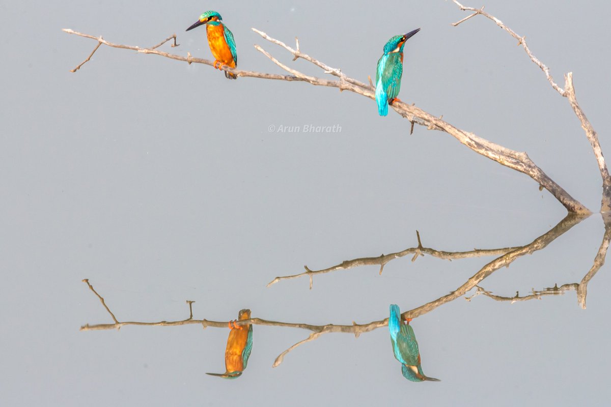 Friendship is knowing someone's got your back...
Common kingfishers hunting in a pair

#commonkingfisher 
#Reflection
#tinybirds 
#birdwatching #birdphotographersofindia #birds_captures #IndiAves #BBCWildlifePOTD #NaturePhotography
#birdphotography #BirdsSeenIn2021