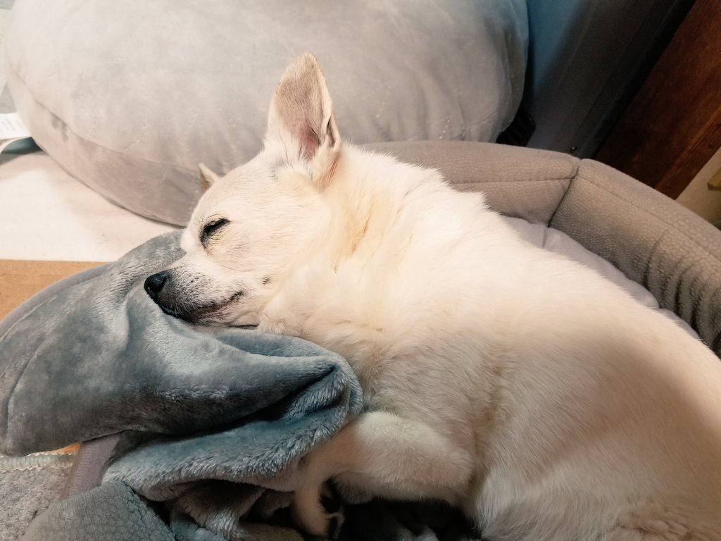 ピ チ 先週末 腎臓病の数値が悪くなり 毎日点滴に 今週頭から 気持ち悪いのか 食欲全く無く 吐き気止めと食欲増進剤で なんとか少しは食べるけど 米を食べなくなり 焼いた肉か鮭のみに 切なくて 心折れそう 秘密結社老犬倶楽部 18歳2ヶ月 ピ チ 先週末 腎臓病の数値が悪くなり 毎日点滴に 今週頭から 気持ち悪いのか 食欲全く無く 吐き気止めと食欲増進剤で なんとか少しは食べるけど 米を食べなくなり 焼いた肉か鮭のみに 切なくて 心折れそう 秘密結社老犬倶楽部 18歳2ヶ月