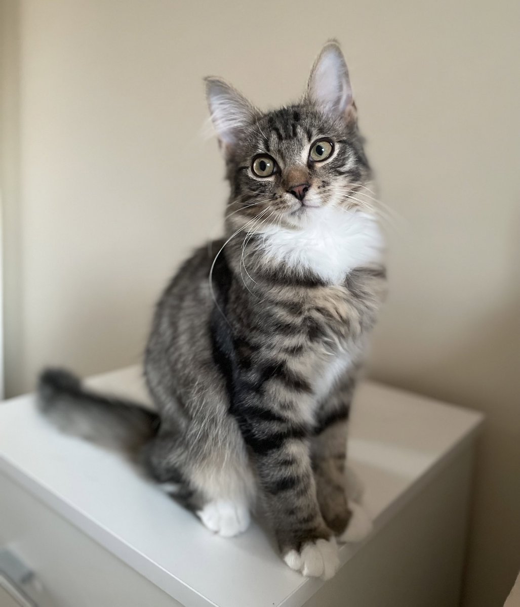Thor_tabby's tweet photo. Today is the day I will finally catch the red dot! #Caturday https://t.co/7SGZpi0g1l