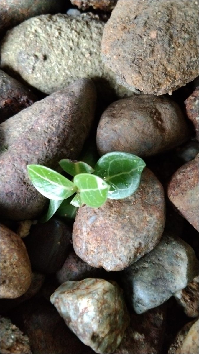 metto_adenium's tweet photo. Ada yang mulai Menunjukkan Pesona nya...
#adenium #obesum #arabicum #bonsai #plants #garden #flowers #godji #twitter #nature #bunga #kamboja #stone
@metto_adenium
Indonesia https://t.co/qZhTELtslC
