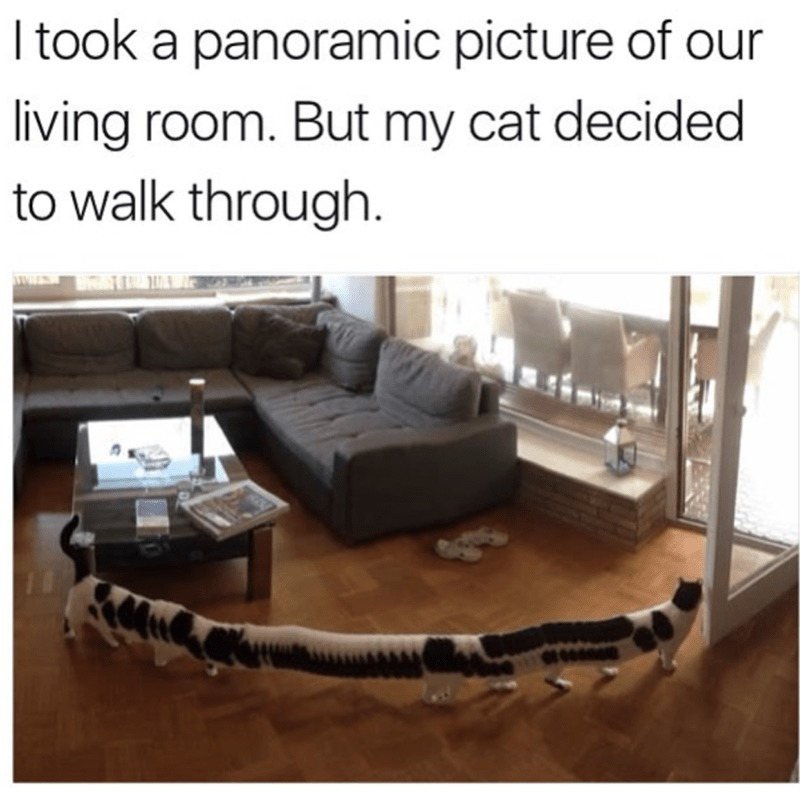 causticbob's tweet photo. #Caturday https://t.co/Hu8njyeFYR