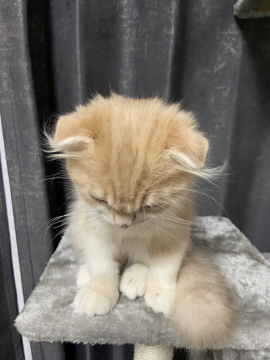 降ろちて欲しいニャ 打ちひしがれる子猫スコさんが可愛くて尊い ねこニュース