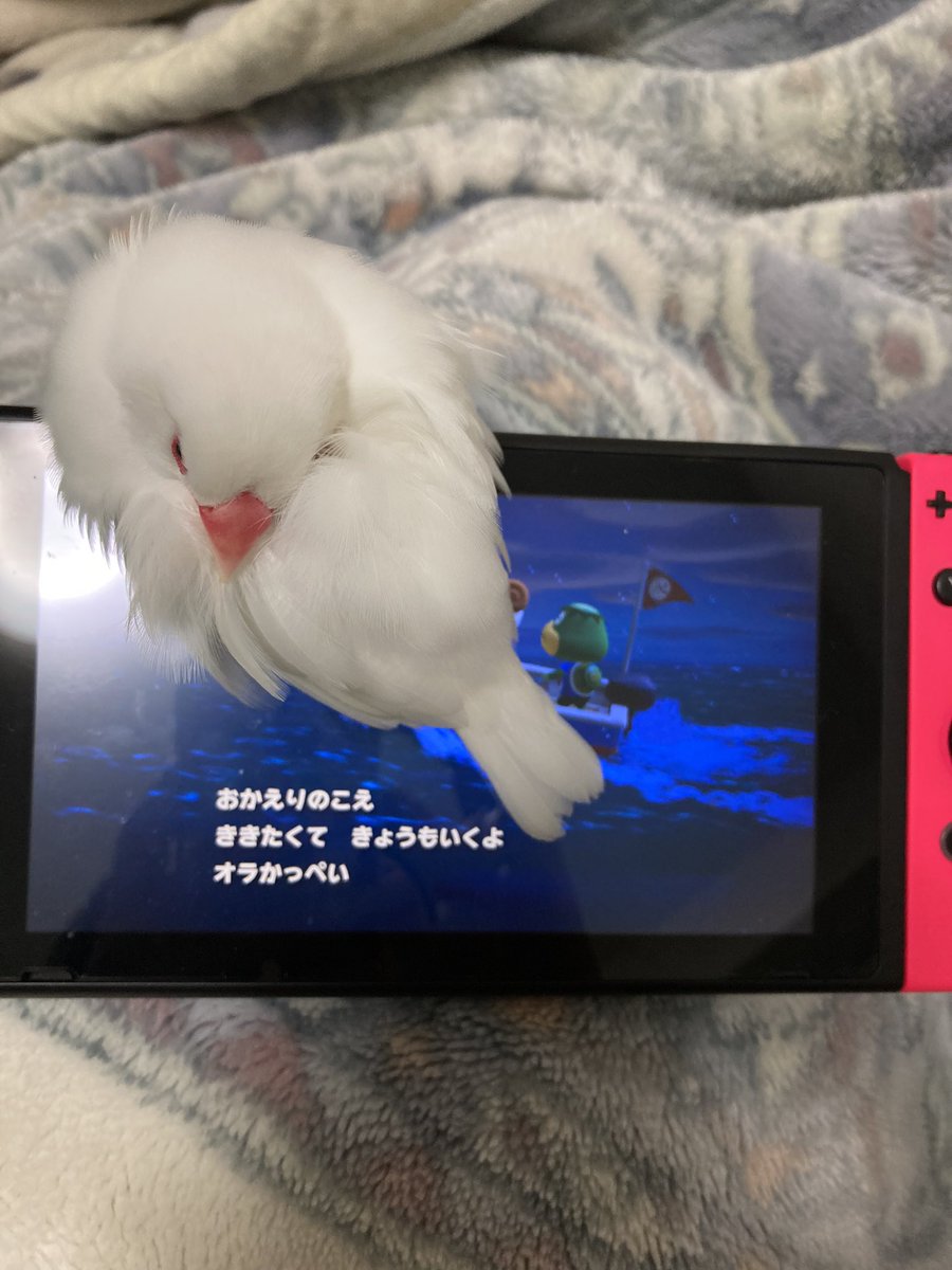 satsuki_open's tweet photo. 猫ちゃんあるあるかと思いきや
文鳥も同じ
#文鳥 #Java_sparrow https://t.co/lNQzeCyGy3