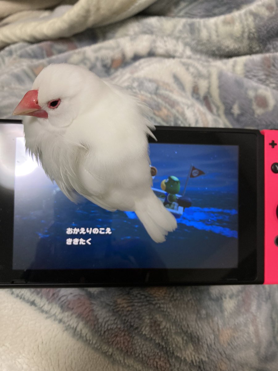 satsuki_open's tweet photo. 猫ちゃんあるあるかと思いきや
文鳥も同じ
#文鳥 #Java_sparrow https://t.co/lNQzeCyGy3