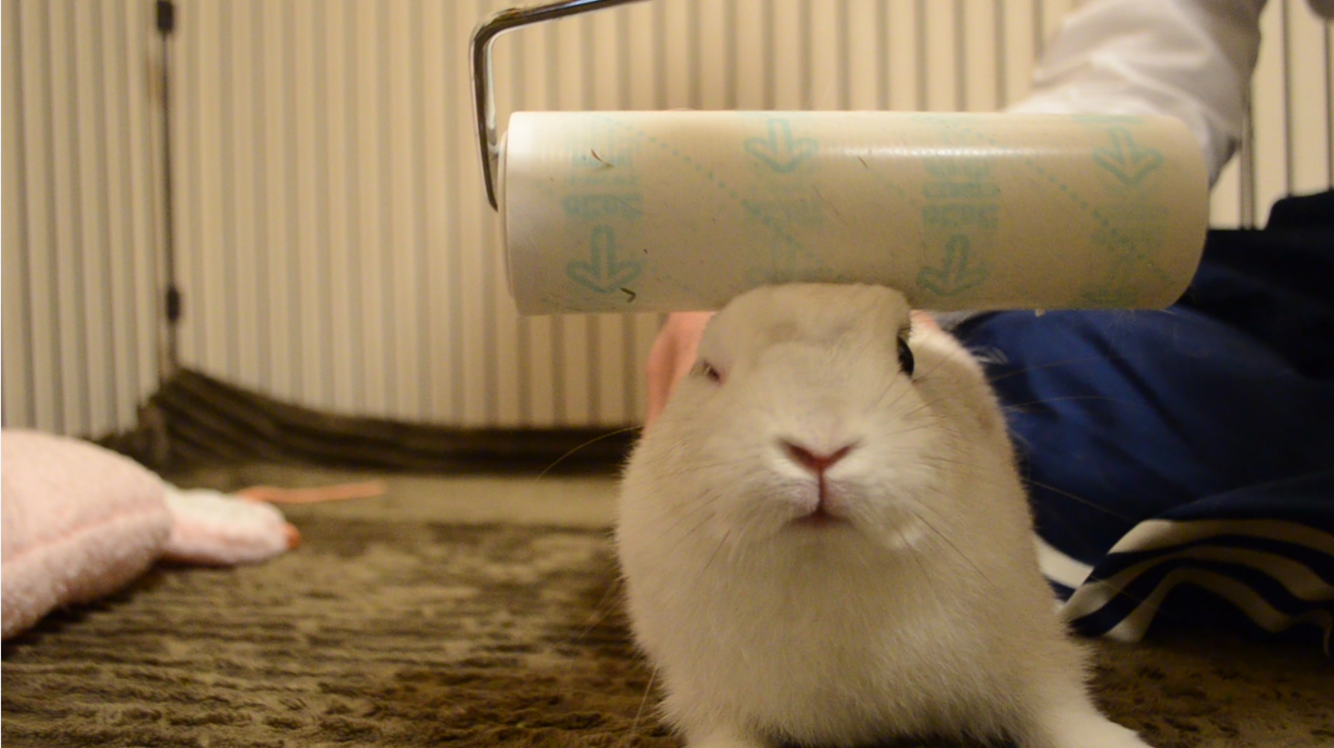 うさぎのだいふく Youtube Daifuku 10 Twitter