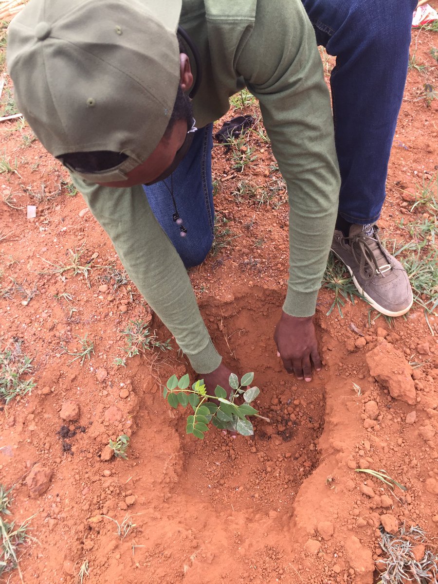 KachecheMusa's tweet photo. @rckigali @BugeseraDistr @WVRwanda @homiz_moha @mutoni_scovia @MihigoFelix1 @CaroleKarema @IrisLasry @kaburamej @rcalurw @Rotary Thank @rckigali for the opportunity to contribute to the conservation of Rwanda’s nature.
#PlantWithRotary
#ServetoChangeLives https://t.co/BYwVZyXMTh
