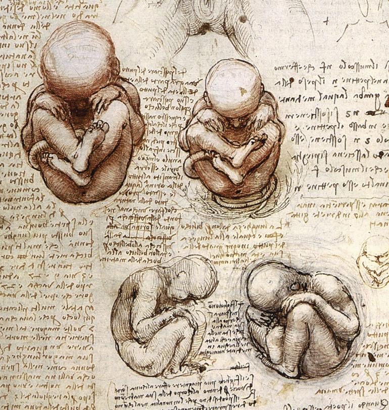 Arteymas_'s tweet photo. Vistas de un feto en el útero, 1513, Leonardo Da Vinci https://t.co/3cMEsLG2Hs