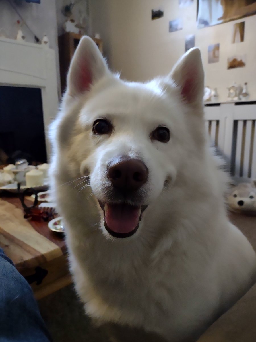 HuskyStories's tweet photo. Happy Puppies....loo at those smiles π
#siberian #husky #huskies #dogsoftwitter #happypuppies #smile
#threehuskies
@amandalwelch
@AuthorJaneM
@WeAreProvoco https://t.co/y1wmIcx10F