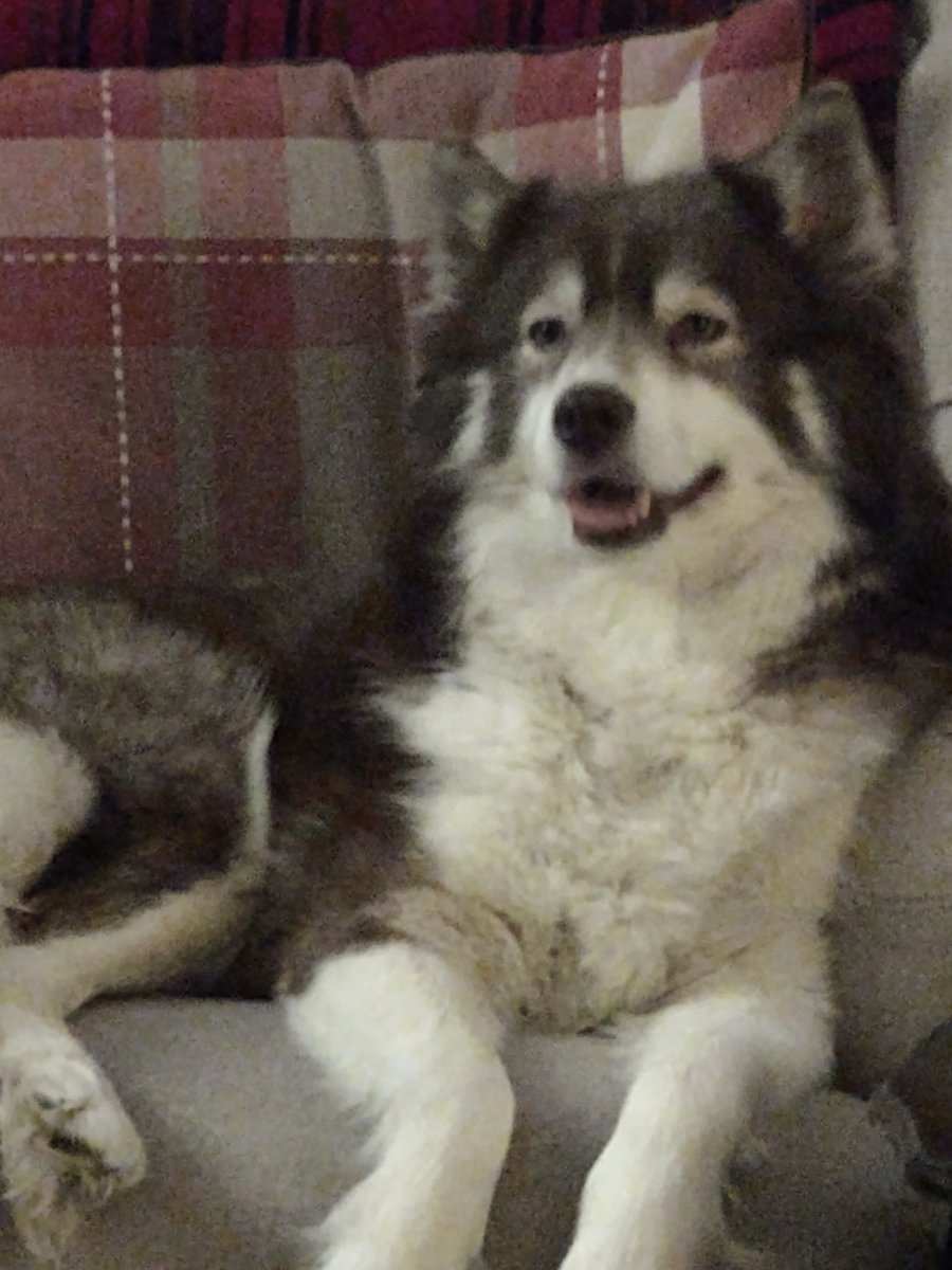 HuskyStories's tweet photo. Happy Puppies....loo at those smiles π
#siberian #husky #huskies #dogsoftwitter #happypuppies #smile
#threehuskies
@amandalwelch
@AuthorJaneM
@WeAreProvoco https://t.co/y1wmIcx10F