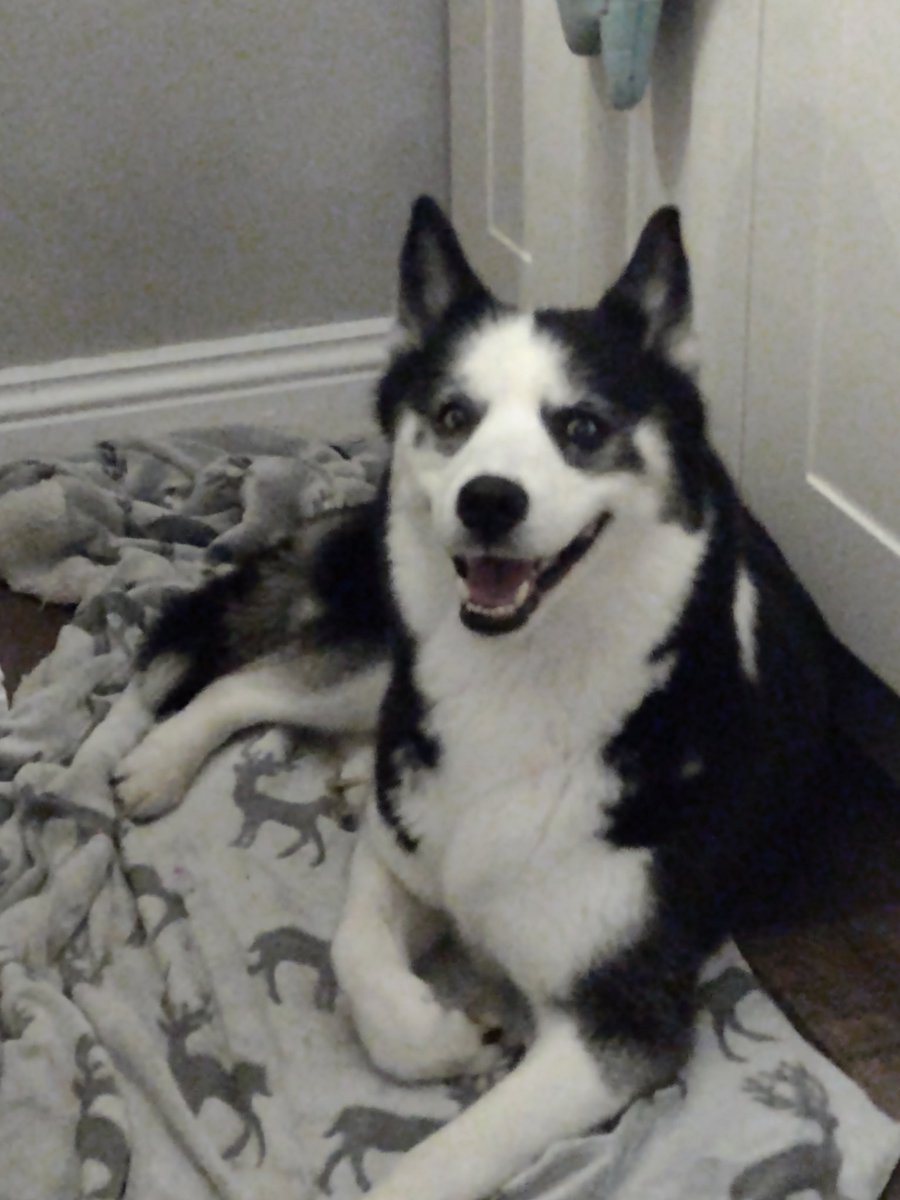 HuskyStories's tweet photo. Happy Puppies....loo at those smiles π
#siberian #husky #huskies #dogsoftwitter #happypuppies #smile
#threehuskies
@amandalwelch
@AuthorJaneM
@WeAreProvoco https://t.co/y1wmIcx10F