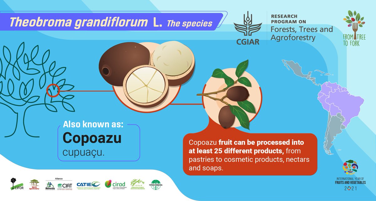 GlobalLF's tweet photo. Copoazu fruit’s hard outer shells are often left on the ground to decompose, as they make an excellent organic fertilizer. Making it perfect for #organicfarming and #agroforestry!
💡Get to know Copazu: https://t.co/zhzHlffUGC
#FromTreeToFork #IYFV2021 #ThinkLandscape @FTA_CGIAR https://t.co/dLyLegLmGu