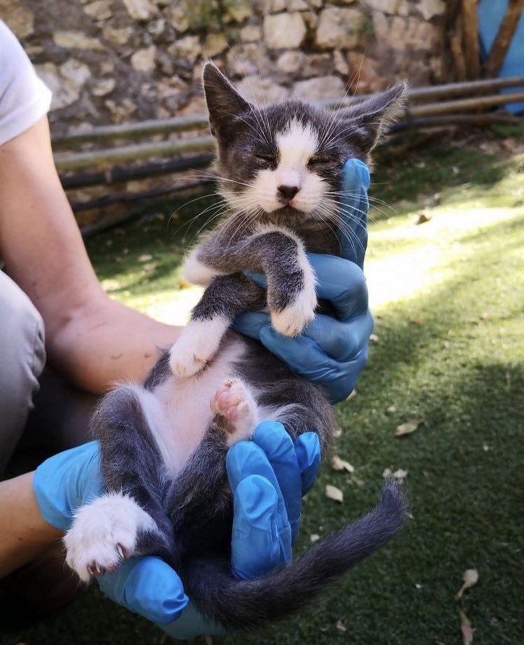 Animal Care Club LAU tweet media