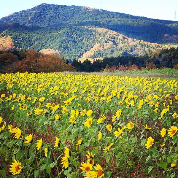 bass69s's tweet photo. 今日は寒い日だったが富岡市丹生湖近くの「丹生のひまわり畑」へ。
夏に咲いたひまわりの後、地元有志が再度種を蒔いて🍁紅葉の中、今年2回目のひまわりを楽しんだ80Kmチョッとのライドだった。(^^)/ #ひまわり #秋ひまわり #満開 #丹生のひまわり #丹生湖 #妙義山 #秋 #紅葉 #群馬県 #富岡市 https://t.co/HdDQ3MocpB
