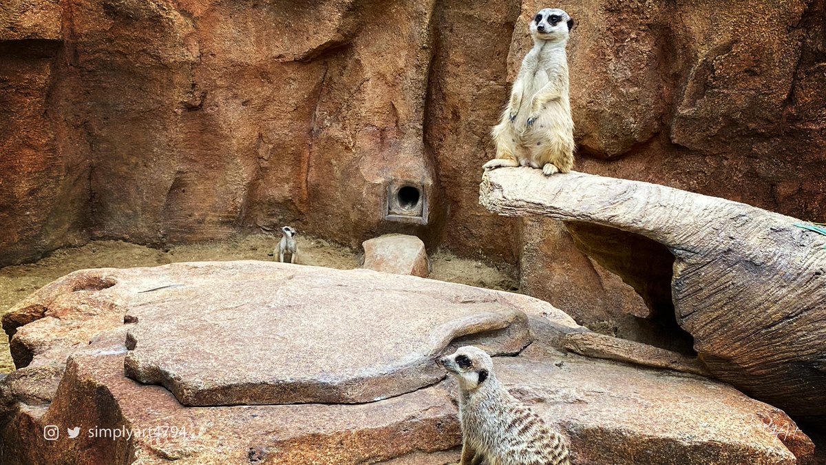 simplyart4794's tweet photo. Photography · Meerkats
Place@HongKong
Cam:AppleiPhone11ProMax
Follow @simplyart4794
#simplyart4794 #travel #meerkats
#appleiphone11promax #animals
#hongkong #oceanpark #relax #travel
#travelphotography #animallovers
#nature #naturephotography #cuteanimals
#macrophotography https://t.co/oo80jeXtCj