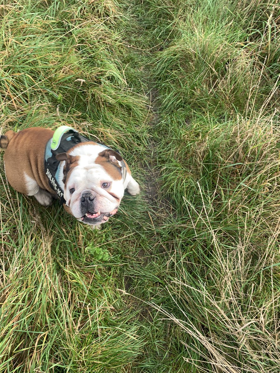 bulldog_harry's tweet photo. #Blustery this morning as dad took me out super early. More off lead, more treats and even tried a #GreatEscape from dad but the #Rustling of the treat bag was too much a pull back! #HarryTheBulldog 🐶 #WoofWoof 🐾 #Windy #CoveredInMud https://t.co/96snvus3vj