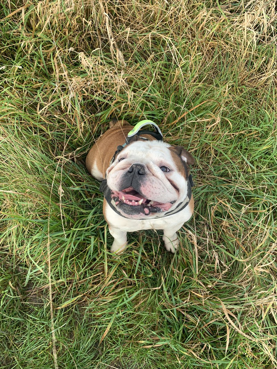bulldog_harry's tweet photo. #Blustery this morning as dad took me out super early. More off lead, more treats and even tried a #GreatEscape from dad but the #Rustling of the treat bag was too much a pull back! #HarryTheBulldog 🐶 #WoofWoof 🐾 #Windy #CoveredInMud https://t.co/96snvus3vj