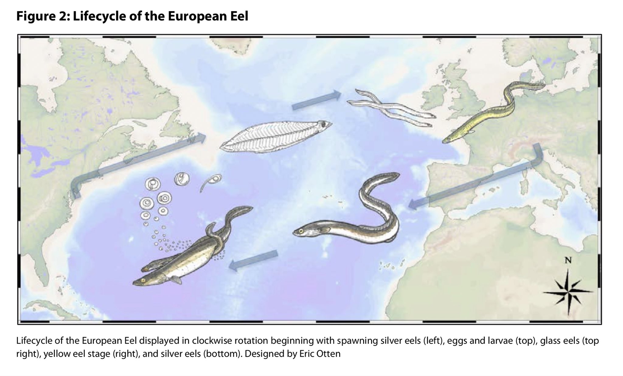 Eel Migration