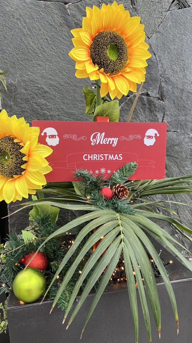 Funniest Christmas tree I’ve ever seen, greetings from #grancanaria Happy Advent Time 🎄🌻🇮🇨