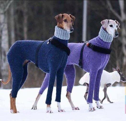 MmuO7fmk0st6uyW's tweet photo. Первый раз увидел не только тёплую или просто смешную одежду для собак, но саму элегантность, стиль и эстетику.) https://t.co/JwpDKkCZD0