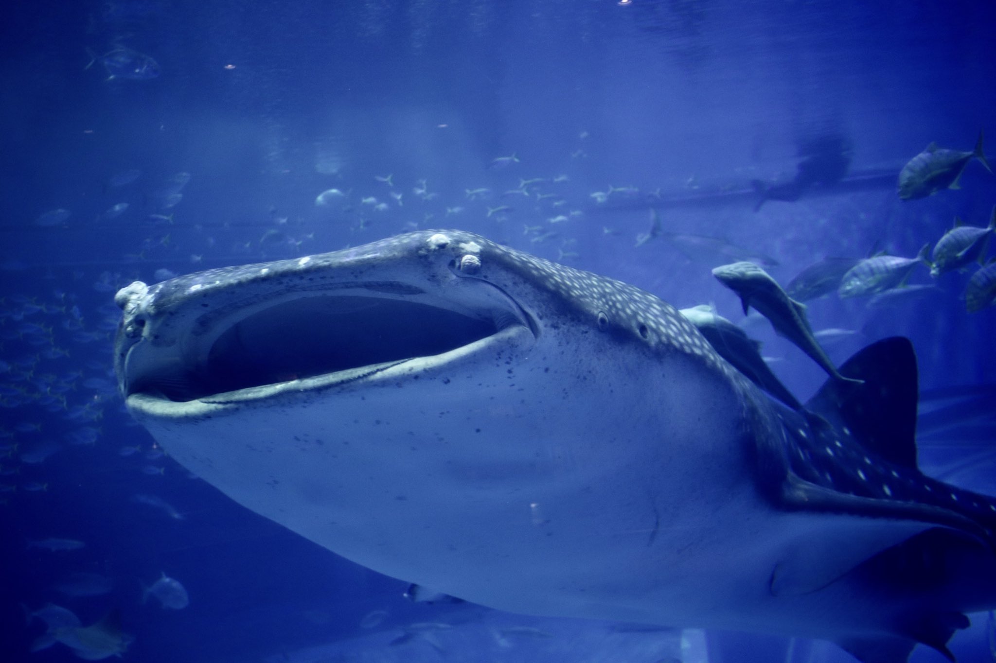 カマストガリザメ Twitter Search Twitter