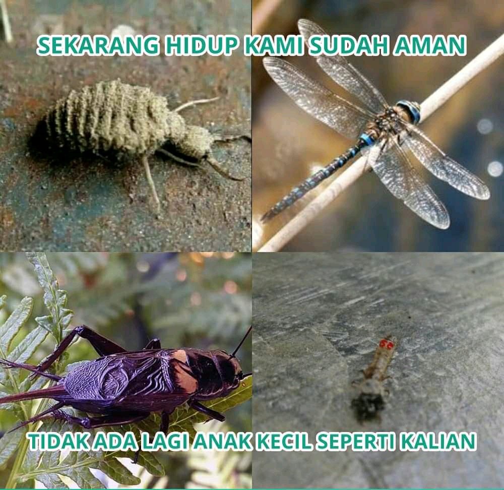 Jawafess tweet media