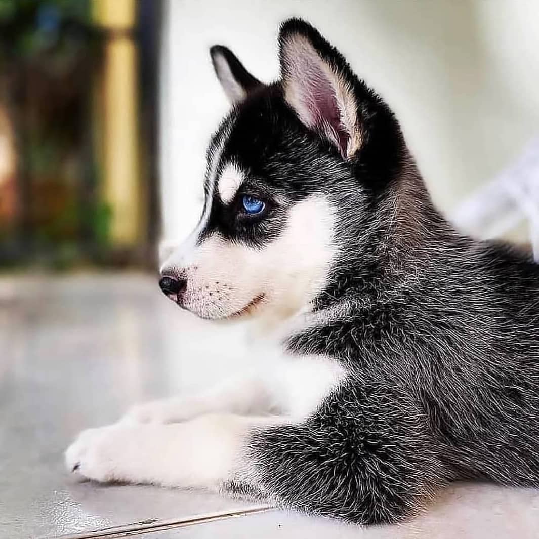 Dinomite🦖🧨 (@dinogodwhale) on Twitter photo 