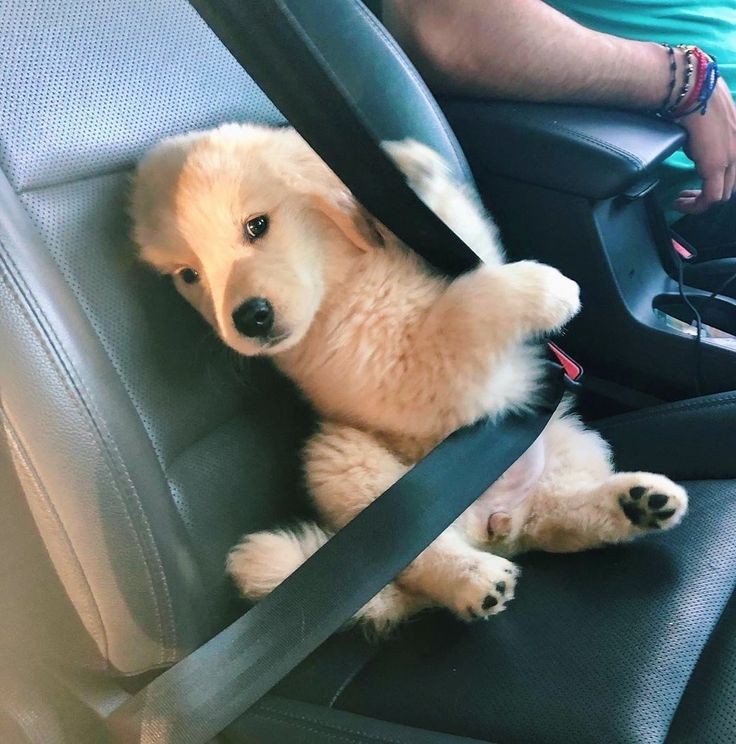 dinogodwhale's tweet image. 