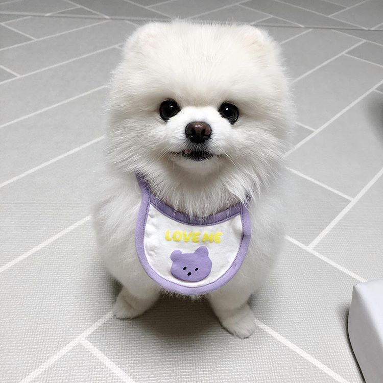 Dinomite🦖🧨 (@dinogodwhale) on Twitter photo 