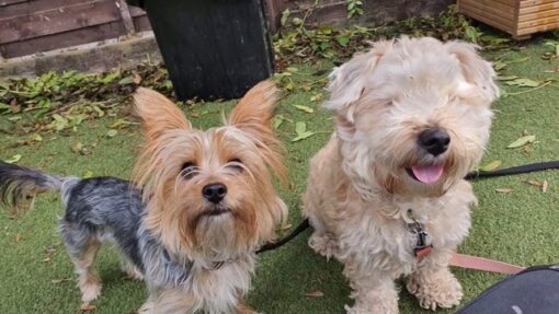 Please retweet to help Florence and Rufus find a home together #CHELTENHAM #ENGLAND 

Aged 1 and 2, bonded pair looking for a quiet adult home as the only pets. Please contact the shelter directly for more information or to apply.

DETAILS👇
gawa.org.uk/pet/florence-a…
#dogs #pets