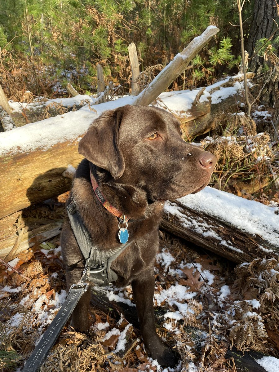 codyjakegolden's tweet photo. There’s ❄️❄️❄️in the hills #snowbo @FriendBlueHills https://t.co/SnQ88ftnOs