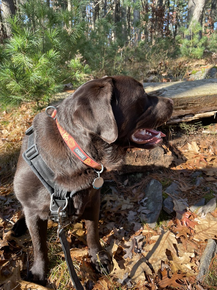 codyjakegolden's tweet photo. There’s ❄️❄️❄️in the hills #snowbo @FriendBlueHills https://t.co/SnQ88ftnOs