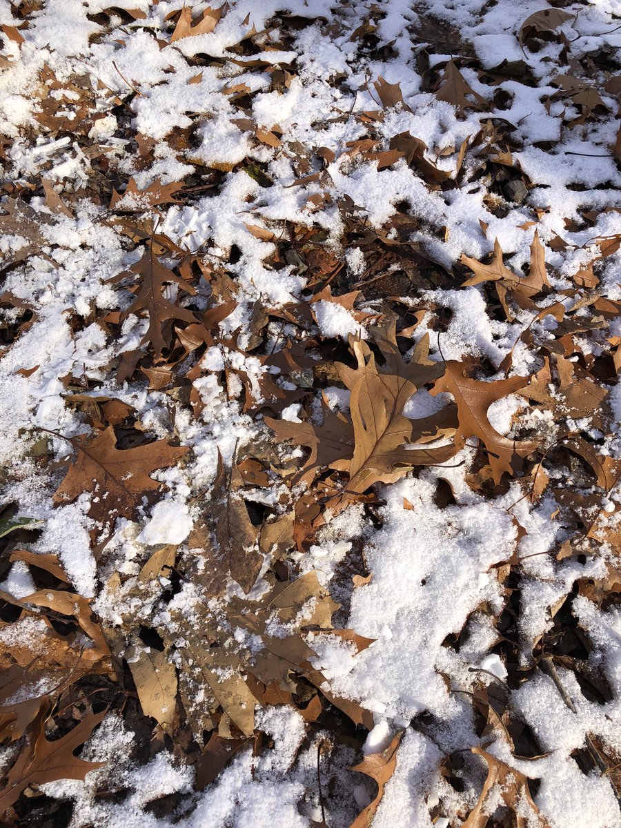 NorthCoastHab87's tweet photo. A little bit of everything in Washington Grove today. #rocthewinter @BrookeWxTV @JamesGilbertWX @NWSBUFFALO @WunderCave #ShareYourWeather https://t.co/wq9eSMGZAH