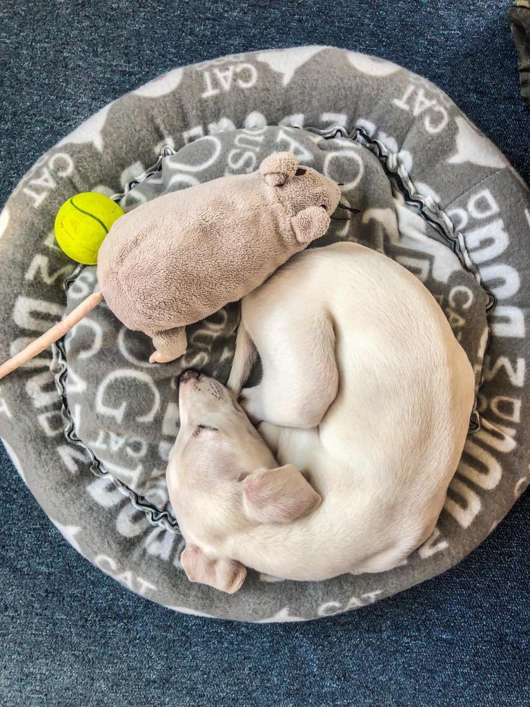 kunc_zidenice's tweet photo. Po roce. 🤍
#ApolloSun #whippet https://t.co/GC47NAW9FU