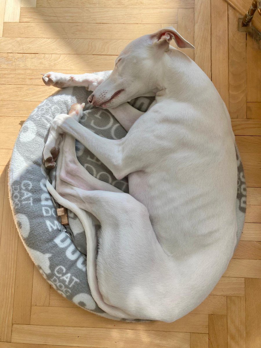 kunc_zidenice's tweet photo. Po roce. 🤍
#ApolloSun #whippet https://t.co/GC47NAW9FU