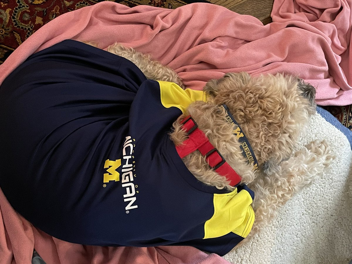 juleeeeya's tweet photo. It’s hard to stay awake when you’re 12.5, but Chester says Go Blue! 💙💛@UMichPets https://t.co/BjTvxQLE1U