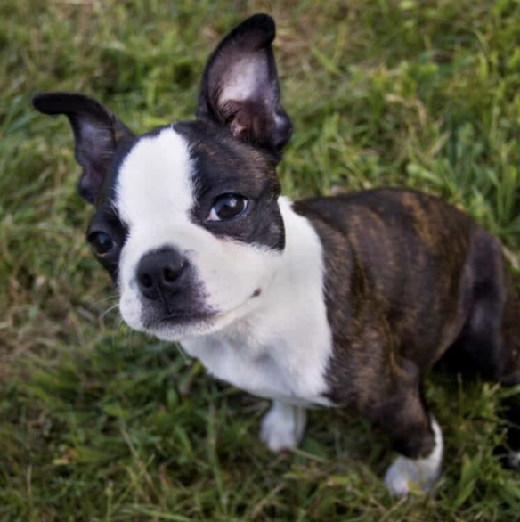 Boston_Society's tweet photo. What is your favorite Boston Terrier boy name?

Here are 1,000's of names to check out on the Boston Terrier Society website...https://t.co/0NHeFLMP8k https://t.co/9eRyd3LEpf