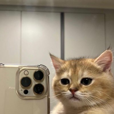 bow 21 tweet media
