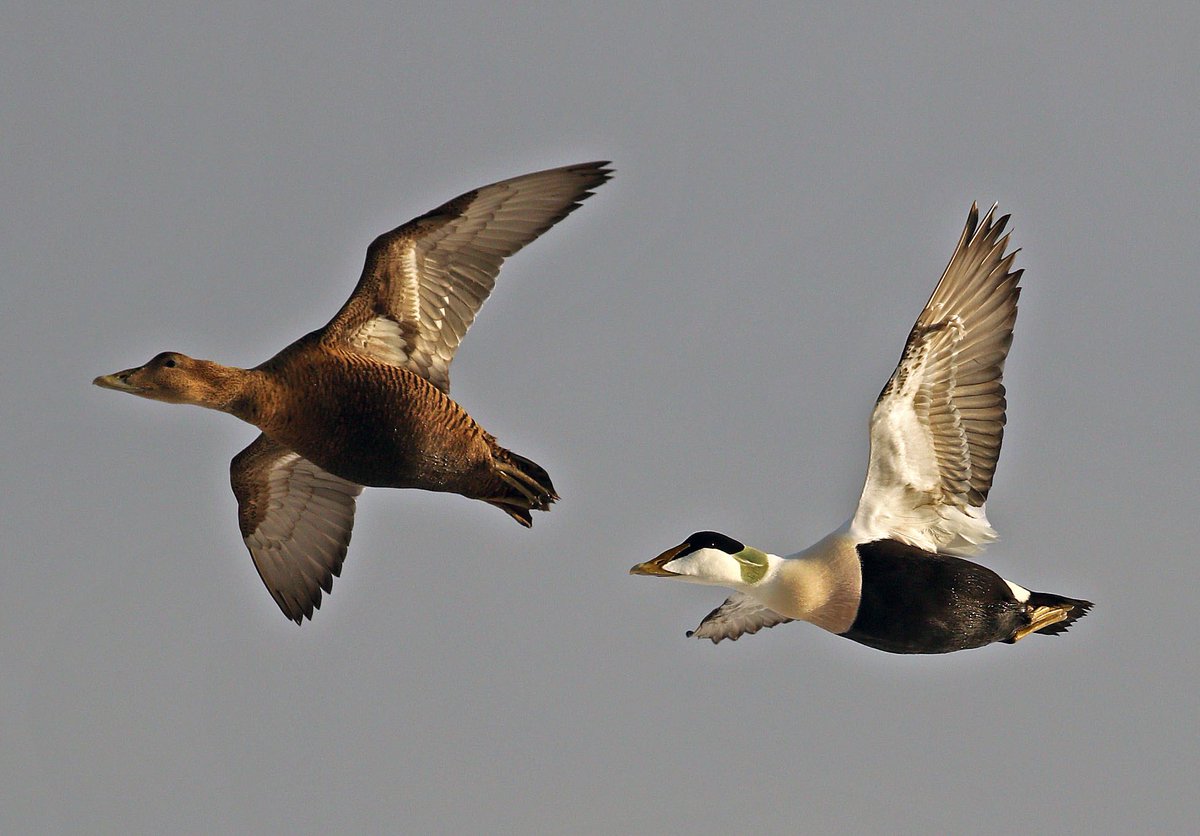 NatNewbiggin's tweet photo. Eider Ducks overhead in a brief spell of sunshine https://t.co/3lo7PK6HzR