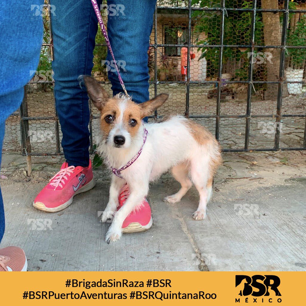 Brigada Sin Raza tweet media