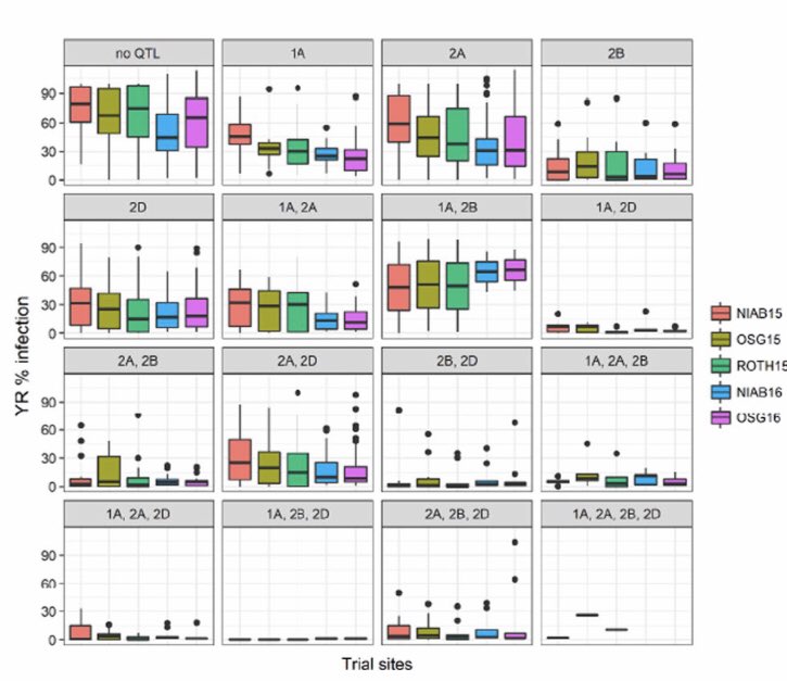 james_f_cockram's tweet photo. 2 in 2 days!  congrats @Laura_AgriTech  for your next paper, also published in @TheorApplGenet, on genetic analysis of MAGIC wheat yellow rust resistance https://t.co/LhY8hHodu5 https://t.co/VbG4eS7CE5
