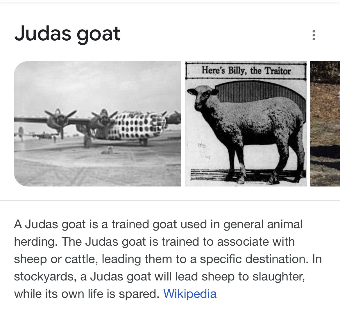 dianainoz2's tweet photo. @GrogsGamut Josh the Judas goat https://t.co/rqSvKlHJGE