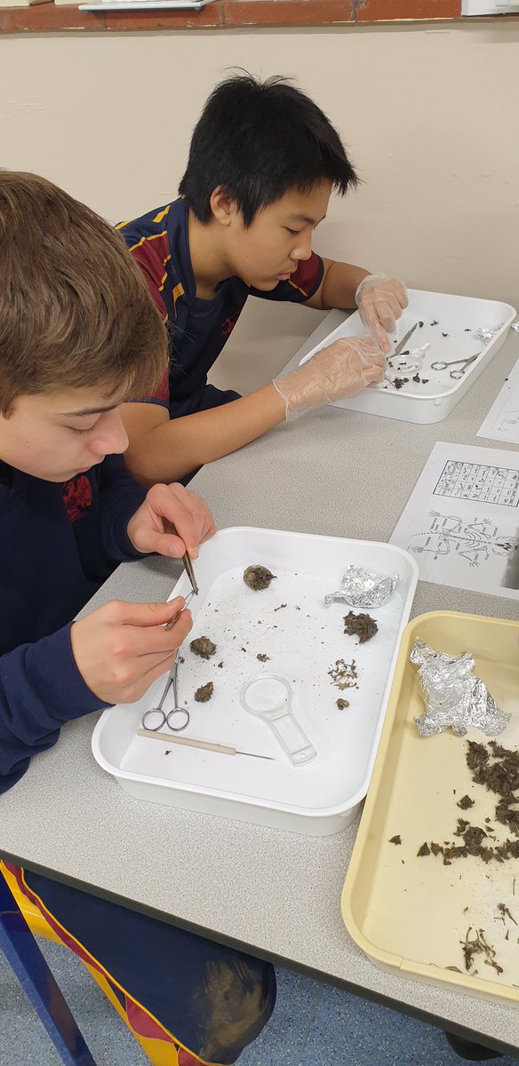 RendcombScience's tweet photo. This week our dissection club investigated owl pellets #rendcombfamily #cocurricular #dissectionclub #rendcombcollege https://t.co/9SEcSAst8C