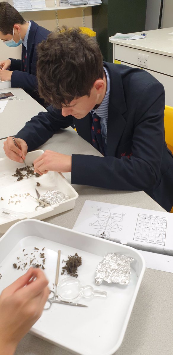 RendcombScience's tweet photo. This week our dissection club investigated owl pellets #rendcombfamily #cocurricular #dissectionclub #rendcombcollege https://t.co/9SEcSAst8C