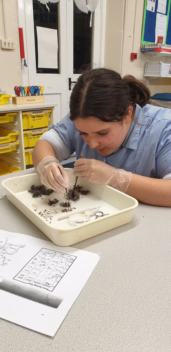 RendcombScience's tweet photo. This week our dissection club investigated owl pellets #rendcombfamily #cocurricular #dissectionclub #rendcombcollege https://t.co/9SEcSAst8C